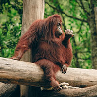 Borneo