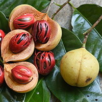 Moluccas