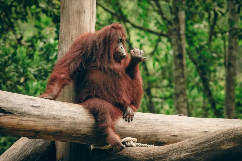 Kalimantan destination