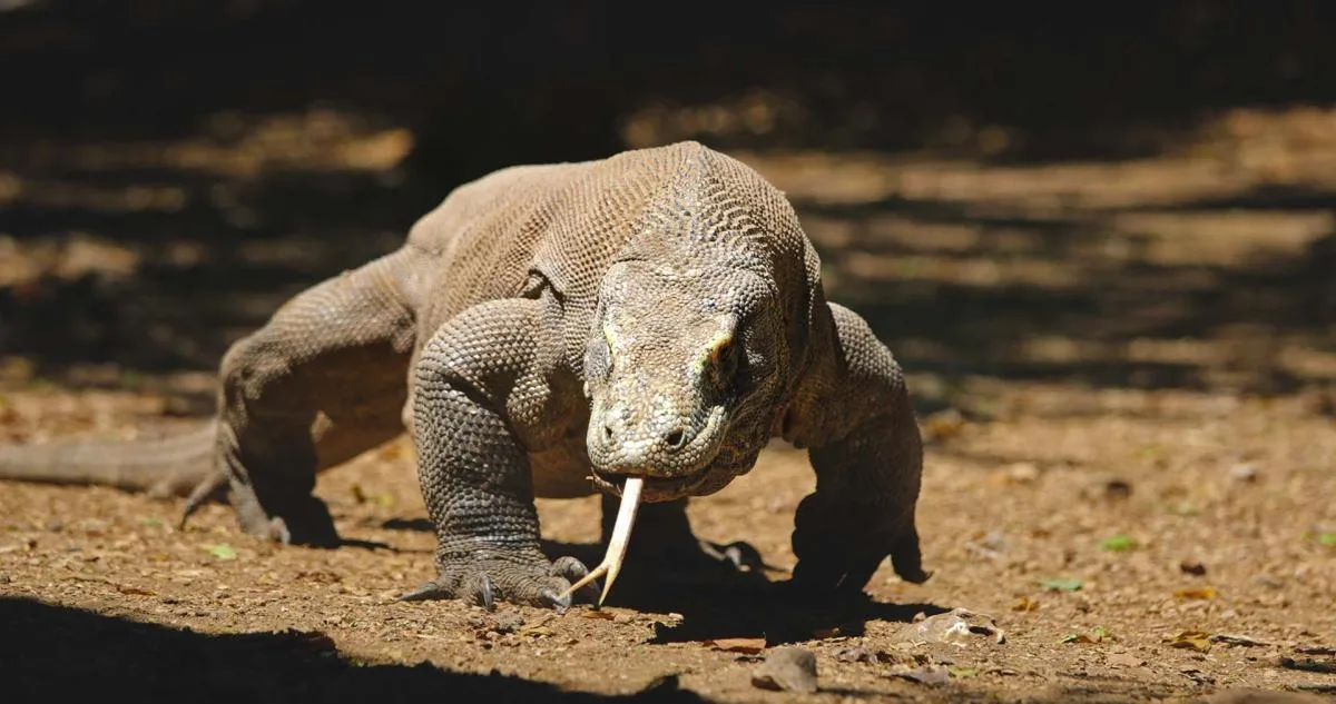 3D/2N Chasing Komodo Dragon