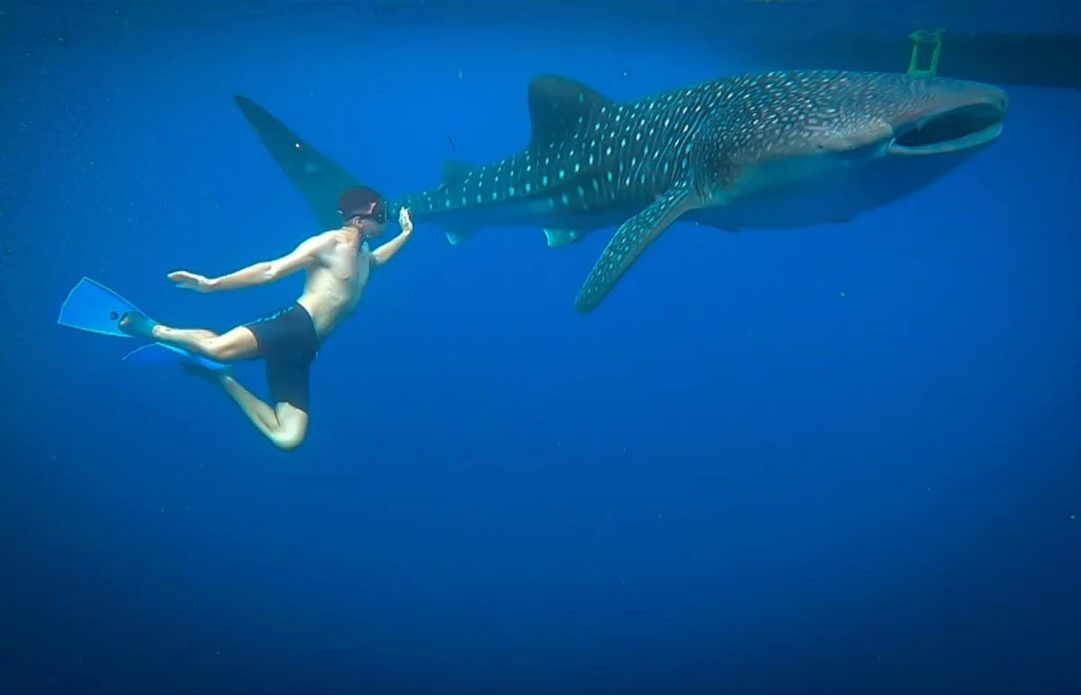4D/3N Whales & Natures of Sumbawa