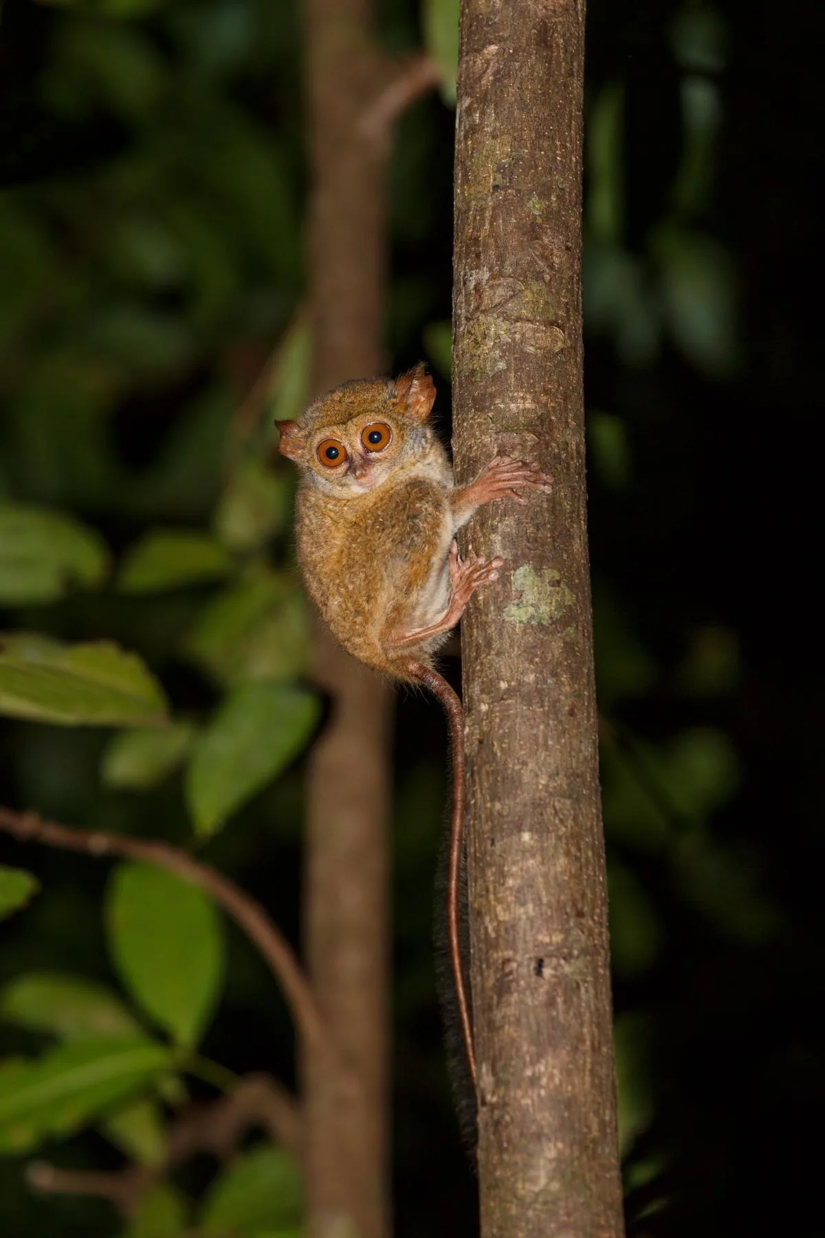4D/3N Wild North Sulawesi