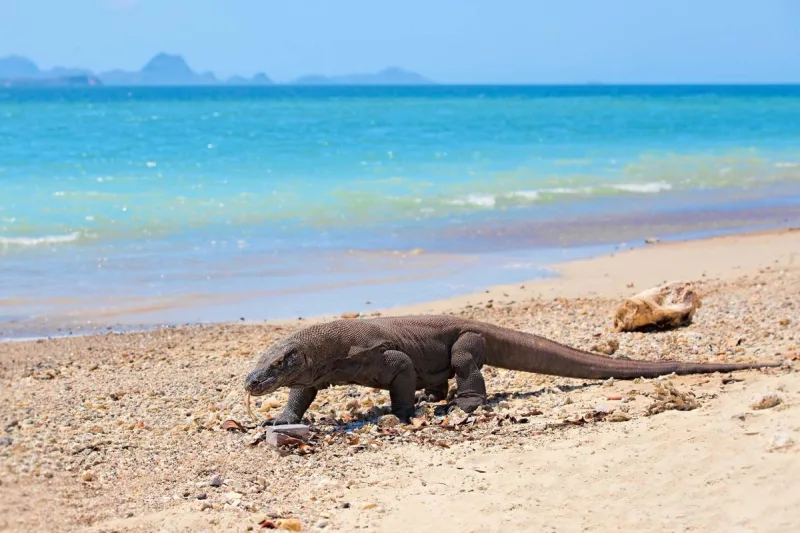 4D/3N Encounter Komodo Dragon tour package