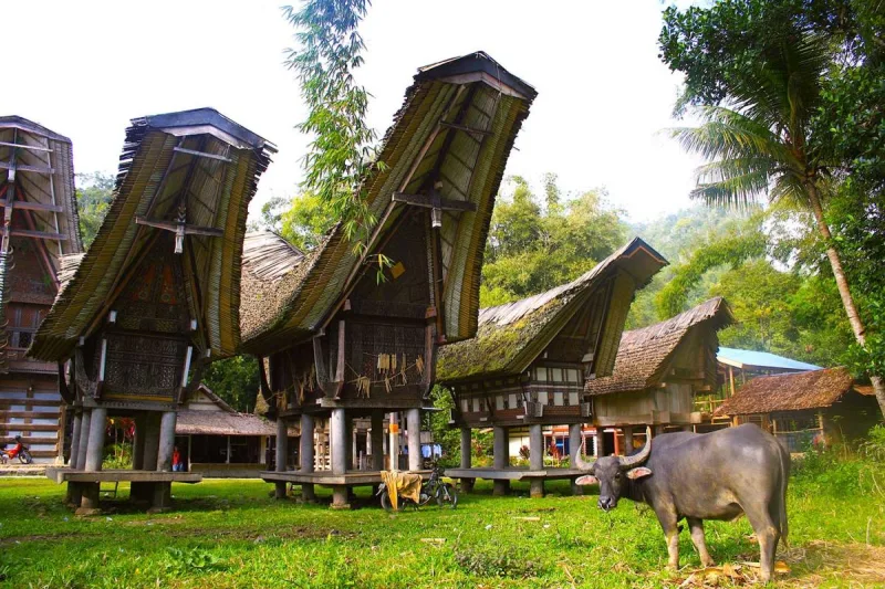 4D/3N Toraja: Unveiling the Ancient Heritage gallery photo 4