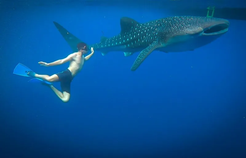 4D/3N Whales & Natures of Sumbawa tour package