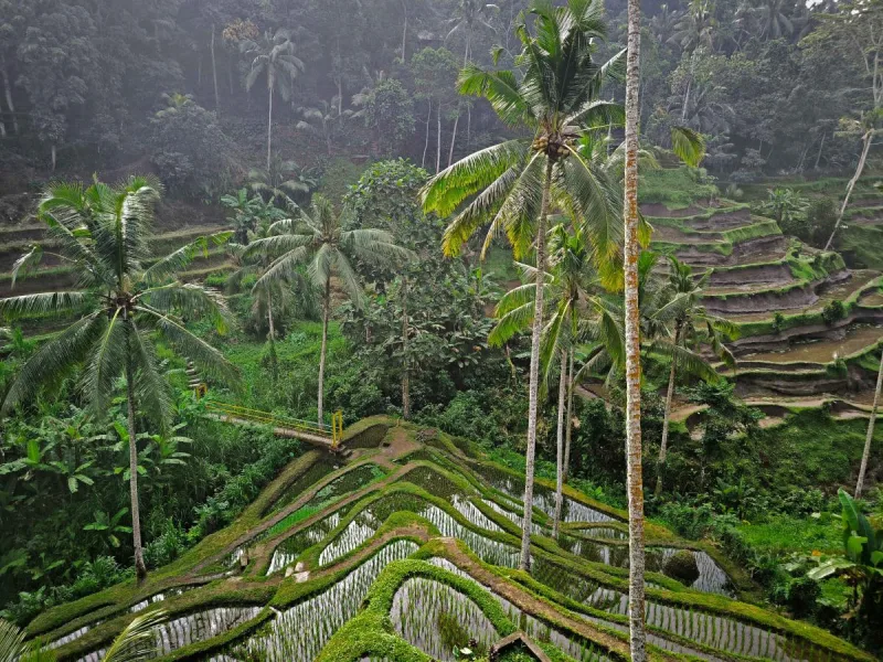 Sunrise Trekking to Mount Batur & Rice Terraces gallery photo 4